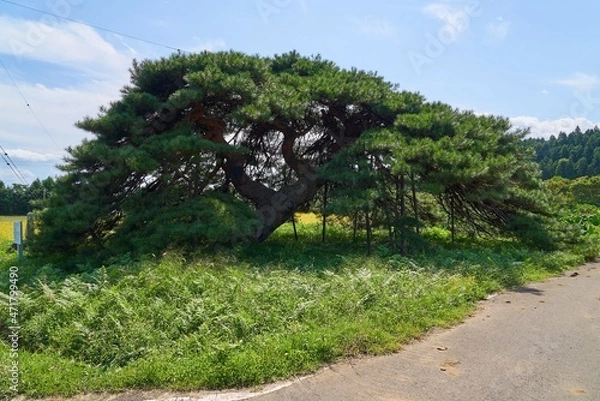 Obraz 二本木の笠松