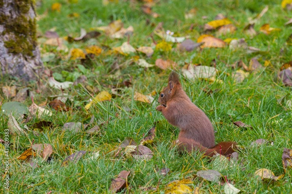 Fototapeta Ecureuil 