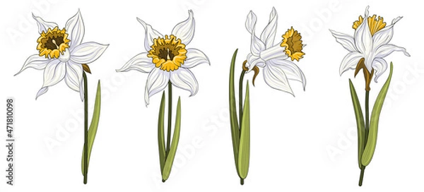 Fototapeta Spring daffodils collection. White narcissus with yellow core with black outline on isolated white background.