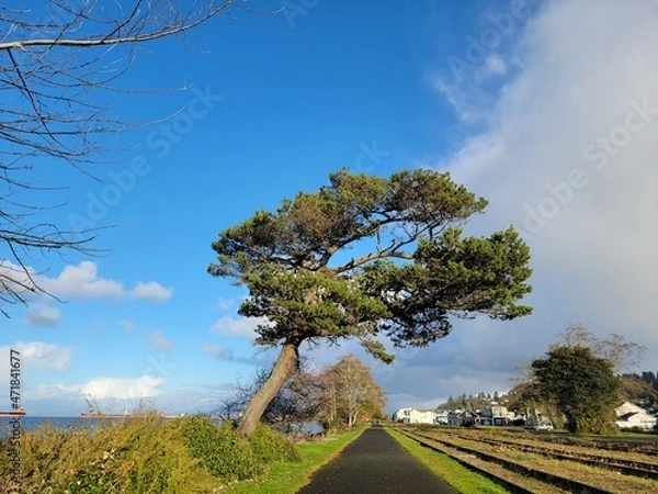 Fototapeta tree in the field