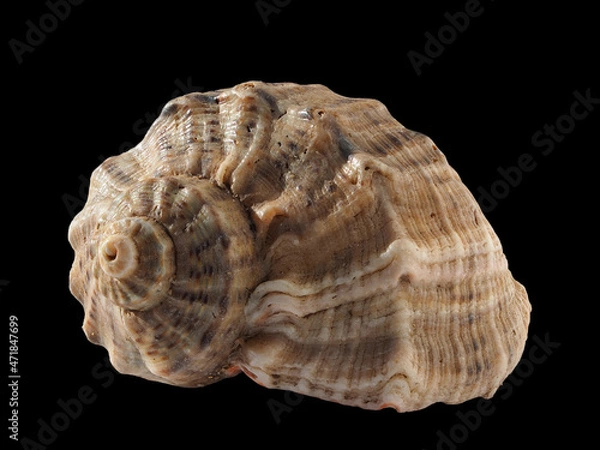 Fototapeta Seashell (rapan) isolated on a black background. Macro photography. Beautiful seashell close-up. Rapana is a genus of predatory marine pronotum gastropods from the family spiny (Muricidae)