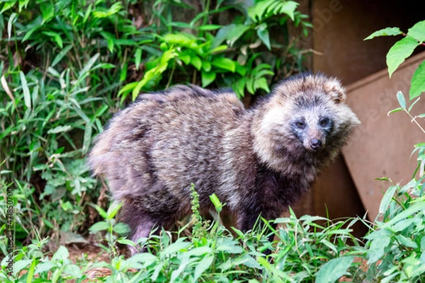 Obraz タヌキ, Japanese racoon dog, 日本