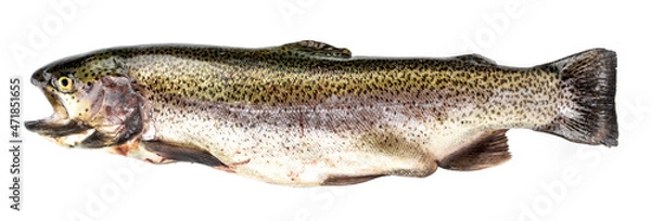 Obraz Salmon trout on a white background isolated