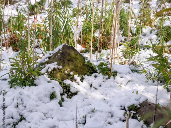Obraz 石と植物と雪