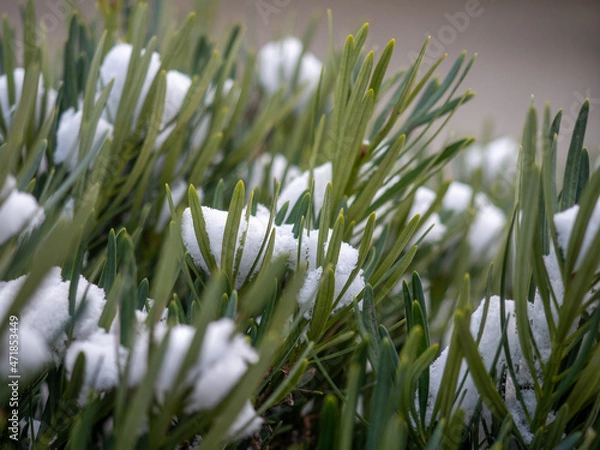 Obraz 葉に積もる雪