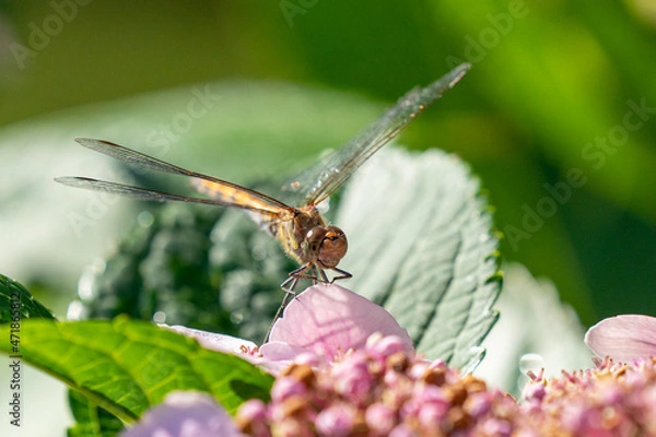Fototapeta A gorgeous dragonfly sitting on a hydrangea
