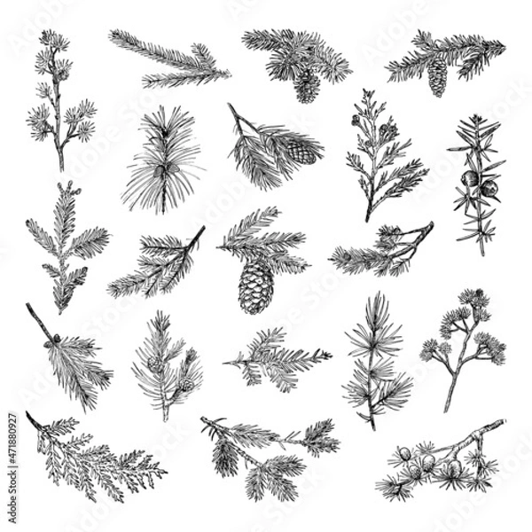 Fototapeta Collection of monochrome illustrations of branches in sketch style. Hand drawings in art ink style. Black and white graphics.