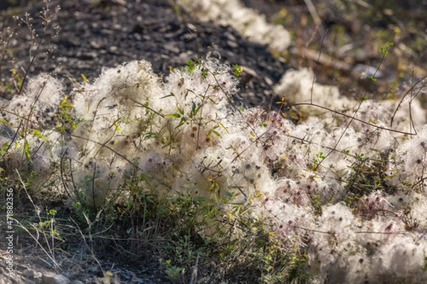 Obraz Clematis vitalba close-up. Fluffy fruits of the plant. Seeds and inflorescence