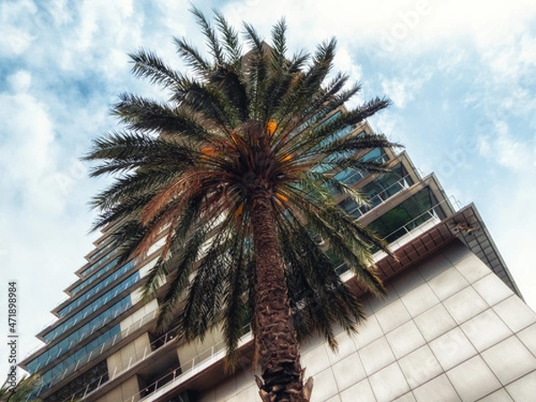 Fototapeta Low Angle Office Building with Palmtree