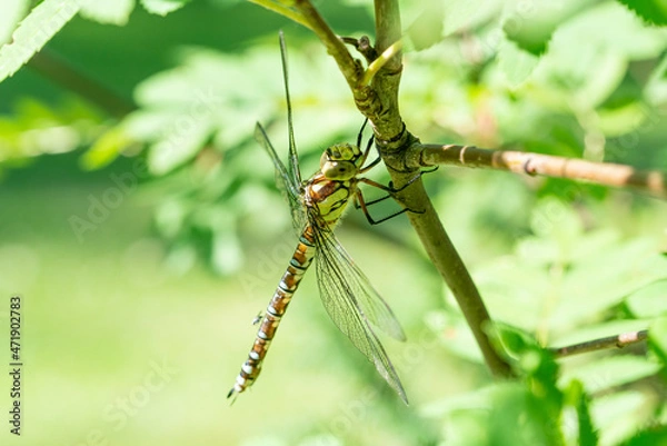 Fototapeta A southern hawker hanging on a branch