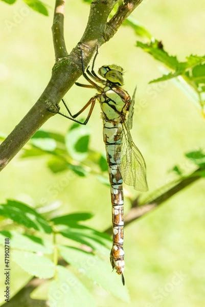 Fototapeta A southern hawker hanging on a branch