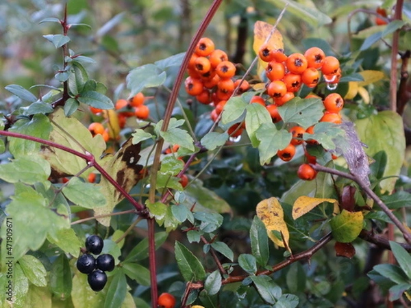 Fototapeta red rowan berries