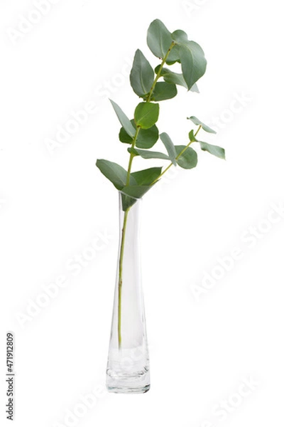 Fototapeta Eucalyptus branch in minimalistic transparent vase