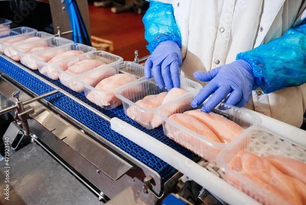 Obraz Conveyor Belt Food.Modern poultry processing plant.Meat processing plant.Chicken fillet production line.Automated production line in modern food factory.
