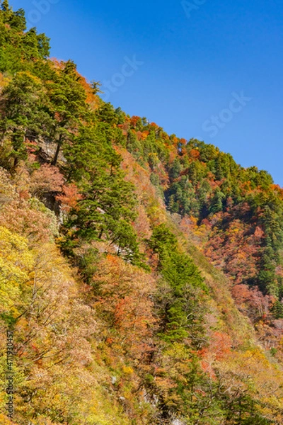 Fototapeta 【富山県】黒部峡谷 欅平