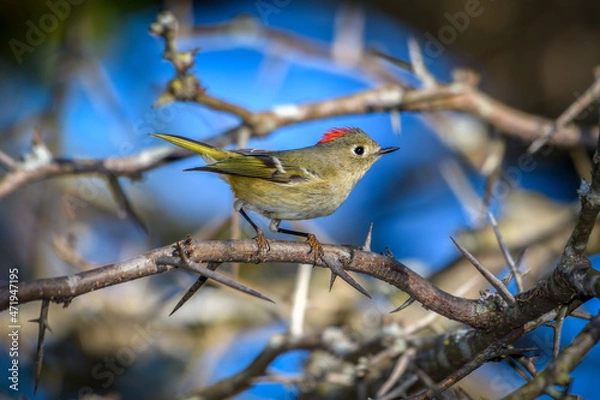Obraz Ruby-crowned Kinglet, Corthylio calendula, Order: Passeriformes, Family: Regulidae