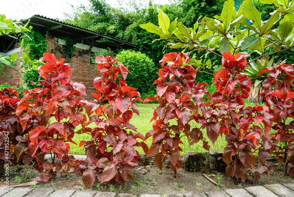 Fototapeta Acalypha wilkesiana, common names copperleaf and Jacob’s coat. The leaves are coppery green with red splashes, giving them a mottled appearance. Selective Focus. defocus.
