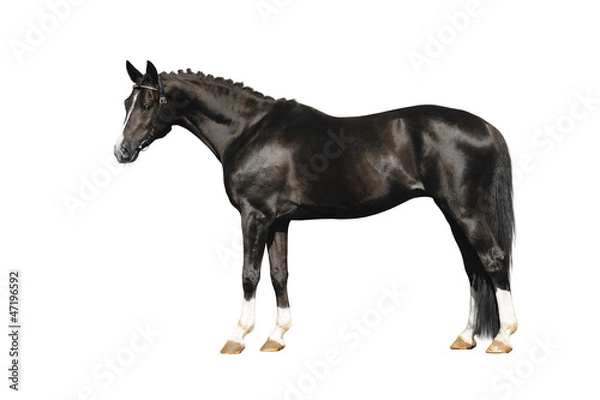 Obraz trakehner stallion on white