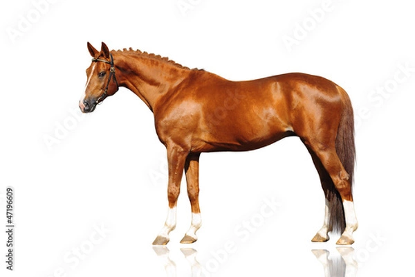 Obraz trakehner stallion on white