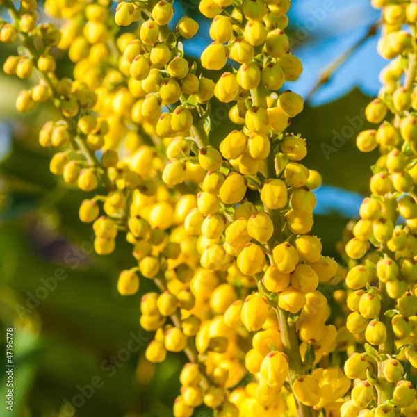 Obraz Mahonia Close-up
