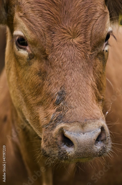 Obraz Portret cielaka