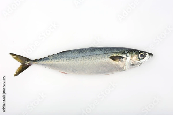Obraz mackerel isolated on white background