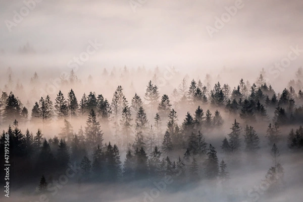 Obraz fog in the mountains