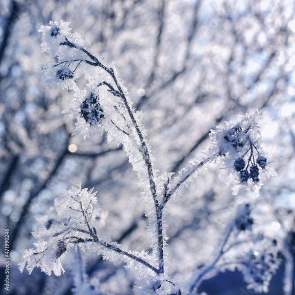Obraz branches covered with snow
