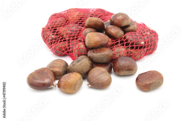 Obraz Chestnut on white background