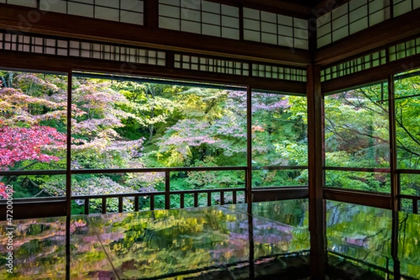 Fototapeta 瑠璃光院