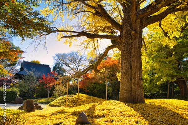 Obraz 九品仏の銀杏　都天然記念物