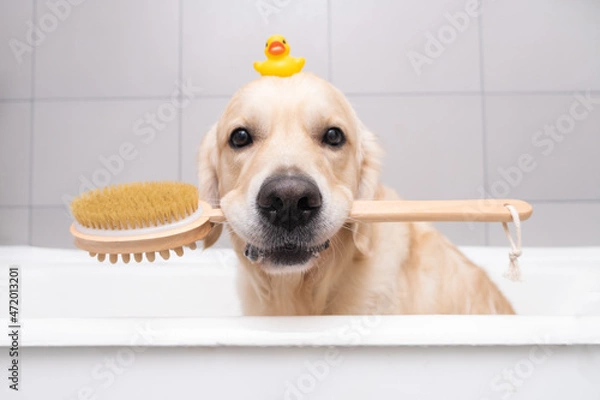 Fototapeta The dog is sitting in a bubble bath with a yellow duckling and soap bubbles. Golden Retriever bathes with bath accessories.