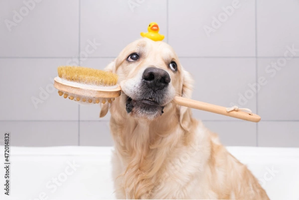 Fototapeta The dog is sitting in a bubble bath with a yellow duckling and soap bubbles. Golden Retriever bathes with bath accessories.