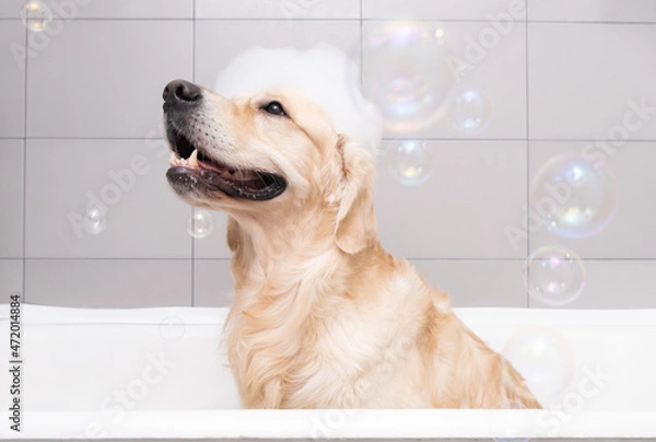 Fototapeta The dog is sitting in a bubble bath with a yellow duckling and soap bubbles. Golden Retriever bathes with bath accessories.