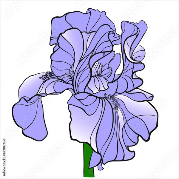 Fototapeta Blue iris on a white background, vector drawing.