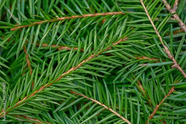 Fototapeta Background of green spruce branches close up