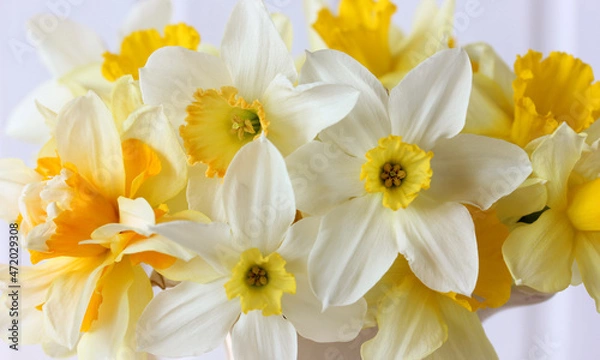 Obraz yellow daffodils as a natural background