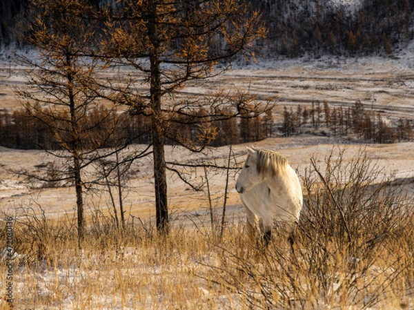Fototapeta horse in the snow