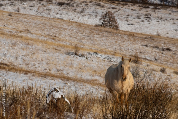 Obraz horse in the wild