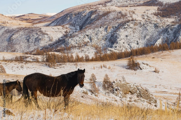 Fototapeta horse in the mountains