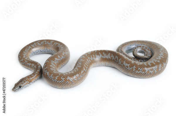 Fototapeta Rosy Boa on White Background