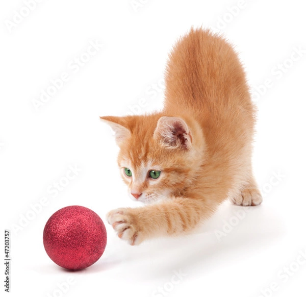 Obraz Orange Kitten Playing with a Christmas Ornament on White