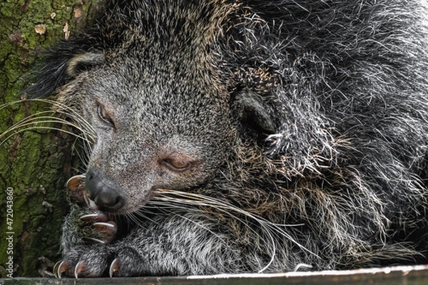 Fototapeta Binturong 