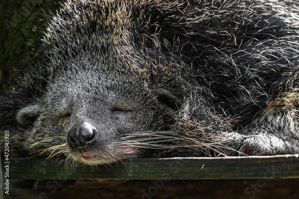 Fototapeta Binturong schlafend