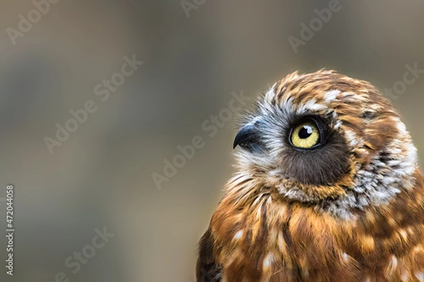 Fototapeta Eule Blick ins Bild