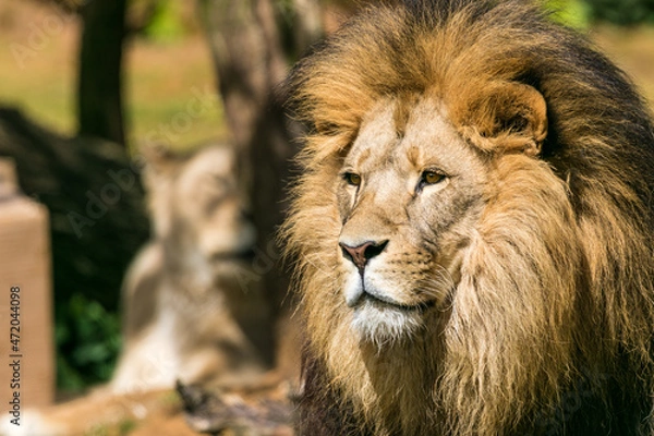 Fototapeta Löwe seitlicher Blick