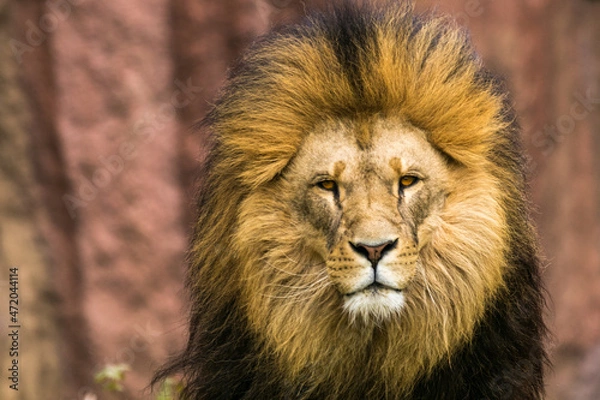Fototapeta Löwe direkter Blick