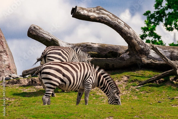 Fototapeta Zebra
