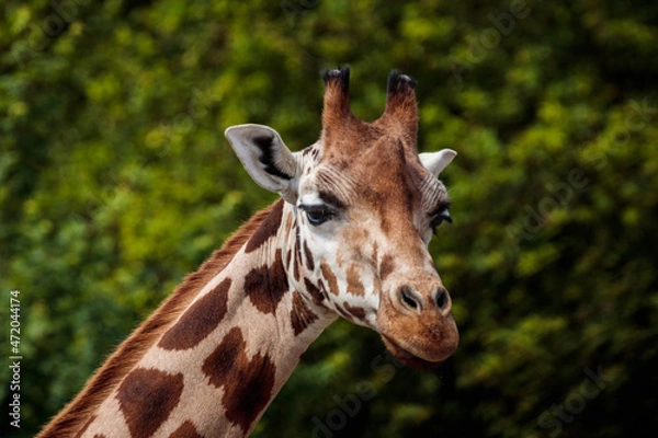 Fototapeta Giraffe