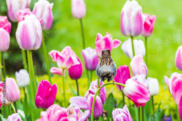 Fototapeta Vogel auf Tuple